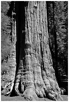 Base of General Sherman tree in the Giant Forest. Sequoia National Park, California, USA. (black and white)