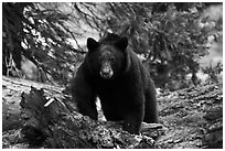 Black bear, frontal portrait. Sequoia National Park, California, USA. (black and white)