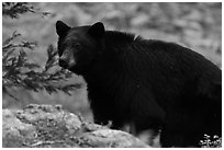 Black bear, Lodgepole. Sequoia National Park, California, USA. (black and white)