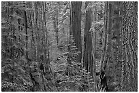 Red bark of Giant Sequoia contrast with green leaves. Sequoia National Park, California, USA. (black and white)