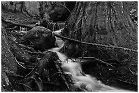 Stream at base of sequoia tree. Sequoia National Park ( black and white)