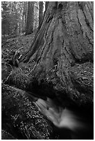 Brook at the base of giant sequoia tree. Sequoia National Park, California, USA. (black and white)