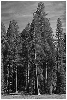 Sequoia trees at the edge of Round Meadow. Sequoia National Park, California, USA. (black and white)