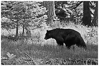 Black bar in forest, Round Meadow. Sequoia National Park, California, USA. (black and white)