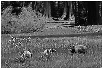 Mother and bear cubs with sequoia trees behind. Sequoia National Park, California, USA. (black and white)