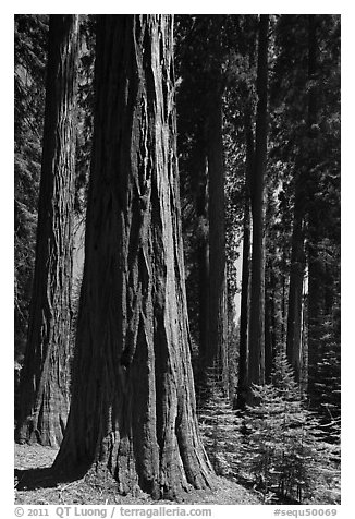 Sunlit sequoia forest. Sequoia National Park (black and white)