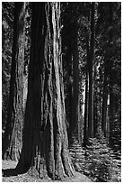 Sunlit sequoia forest. Sequoia National Park, California, USA. (black and white)