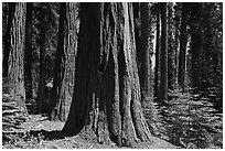 Sunlit sequoia trees. Sequoia National Park, California, USA. (black and white)