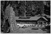 Giant Forest Museum. Sequoia National Park, California, USA. (black and white)