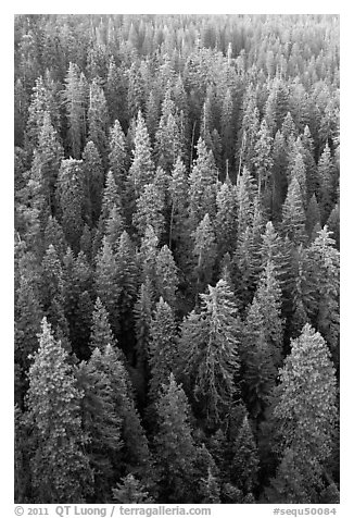 Evergreen forest from above. Sequoia National Park (black and white)