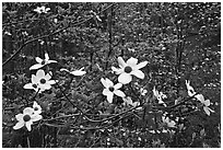 Dogwood flowers. Sequoia National Park, California, USA. (black and white)