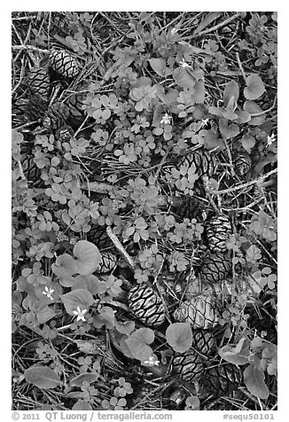 Sequia Forest floor close-up. Sequoia National Park (black and white)