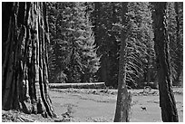 Huckleberry Meadow, sequoia and deer. Sequoia National Park, California, USA. (black and white)