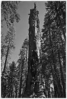 Dead Giant. Sequoia National Park, California, USA. (black and white)