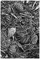 Close-up of fallen sequoia cones. Sequoia National Park, California, USA. (black and white)