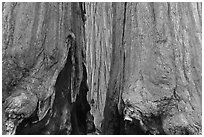 Bark at the base of sequoia group. Sequoia National Park, California, USA. (black and white)