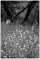 Yellow wildflowers and oaks. Sequoia National Park ( black and white)