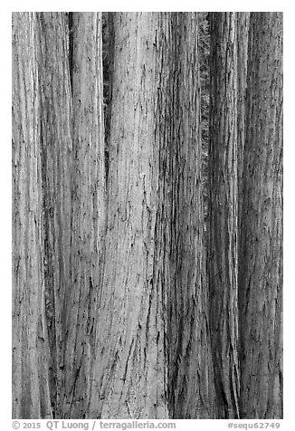 Tightly clustered sequoia tree trunks. Sequoia National Park (black and white)