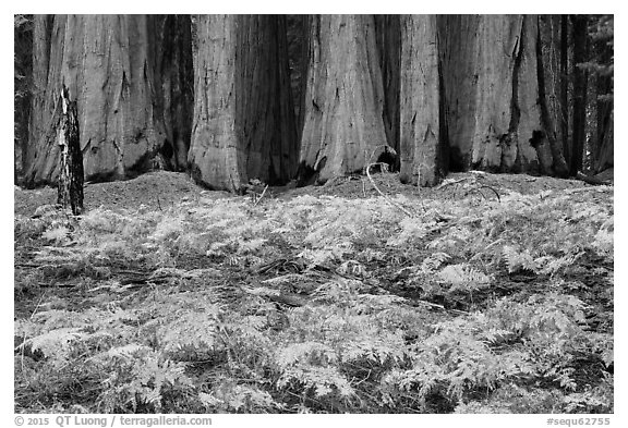 Ferms in autumn colors and grove of giant sequoias. Sequoia National Park (black and white)