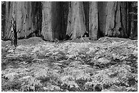 Ferms in autumn colors and grove of giant sequoias. Sequoia National Park ( black and white)