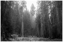 Meadow surrounded by sequoia trees in autum, Giant Forest. Sequoia National Park ( black and white)