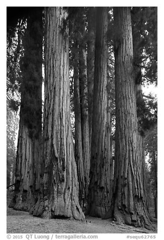 Senate Group. Sequoia National Park (black and white)