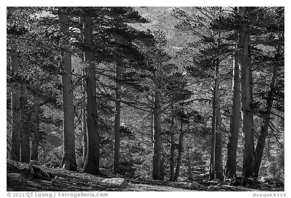 Subalpine Forest near Wright Creek. Sequoia National Park (black and white)