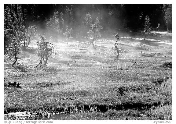 Mist raising from Tuolumne Meadows on a autumn morning. Yosemite National Park (black and white)