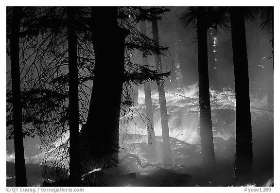 Prescribed fire. Yosemite National Park (black and white)
