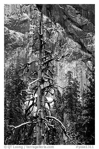 Tree in El Capitan meadows and Cathedral Rocks cliffs, winter. Yosemite National Park (black and white)