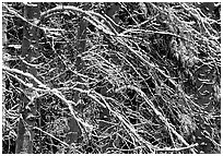 Diagonal pattern of snowy branches. Yosemite National Park ( black and white)