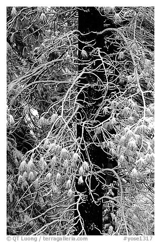 Tree with branches covered by snow. Yosemite National Park (black and white)