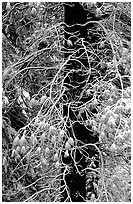 Tree with branches covered by snow. Yosemite National Park, California, USA. (black and white)