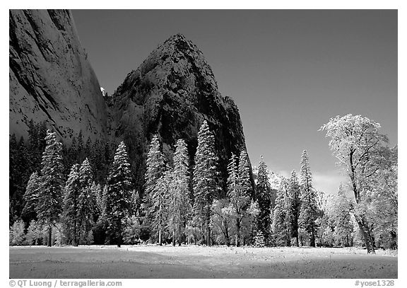 Trees in El Capitan Meadows and Cathedral rocks with fresh snow, early morning. Yosemite National Park, California, USA.