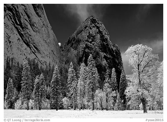 Frozen trees and Cathedral Rocks, early morning. Yosemite National Park (black and white)