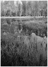 Seasonal pond in spring meadow. Yosemite National Park, California, USA. (black and white)