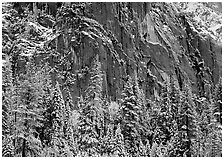 Dark rock wall and snowy trees. Yosemite National Park, California, USA. (black and white)