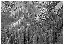 Dry Evergreens and snowy cliff. Yosemite National Park, California, USA. (black and white)