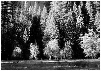 Meadow near Happy isles in spring. Yosemite National Park, California, USA. (black and white)