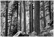 Lodegepole pines and cliff, Yosemite Falls trail. Yosemite National Park, California, USA. (black and white)
