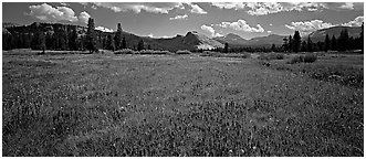 Tuolume Meadows in summer with indian paintbrush. Yosemite National Park (Panoramic black and white)