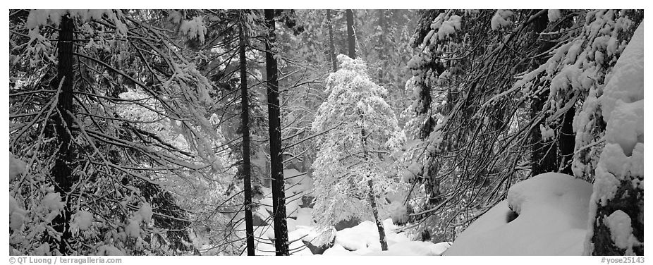Forest with fresh snow. Yosemite National Park (black and white)