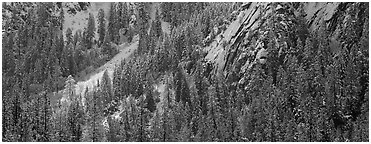 Slopes with trees in winter. Yosemite National Park (Panoramic black and white)