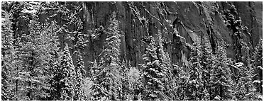 Snow-covered trees and dark cliff. Yosemite National Park (Panoramic black and white)