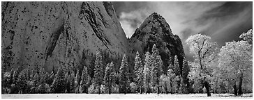 Winter scene with snow-covered trees and Cathdral Rocks. Yosemite National Park (Panoramic black and white)