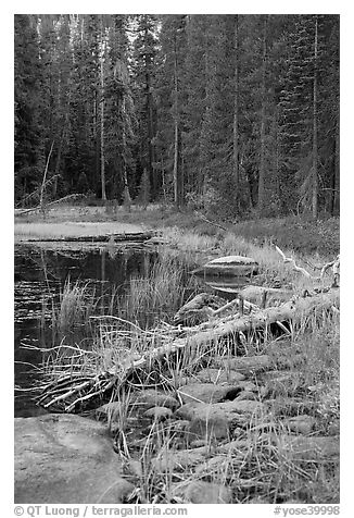 Shore with fall colors, Siesta Lake. Yosemite National Park (black and white)