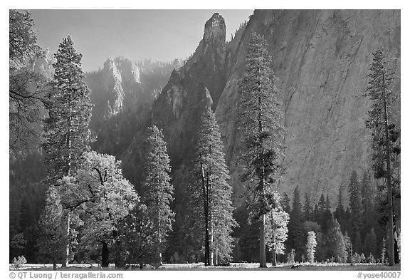 Oaks, pine trees, and rock wall. Yosemite National Park (black and white)
