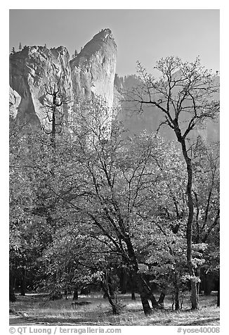 Trees in fall foliage and Leaning Tower. Yosemite National Park (black and white)