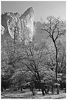 Trees in fall foliage and Leaning Tower. Yosemite National Park, California, USA. (black and white)