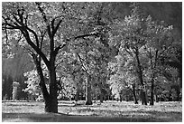 Black oaks with with autumn leaves, El Capitan Meadow, morning. Yosemite National Park, California, USA. (black and white)
